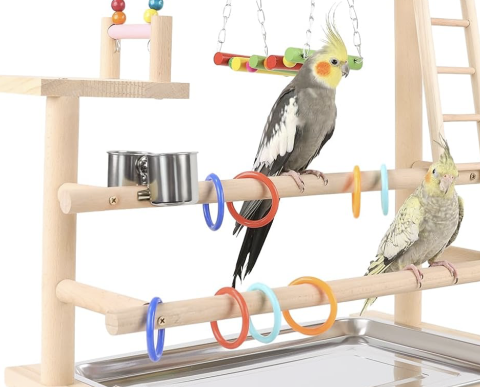 cockatiel playground